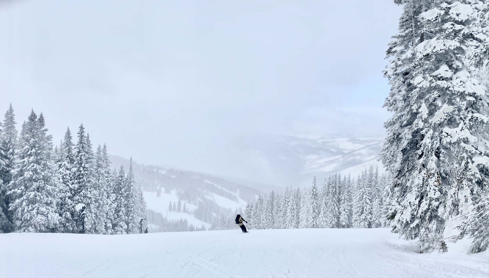 Snow-covered pines and a quiet ski run after a storm